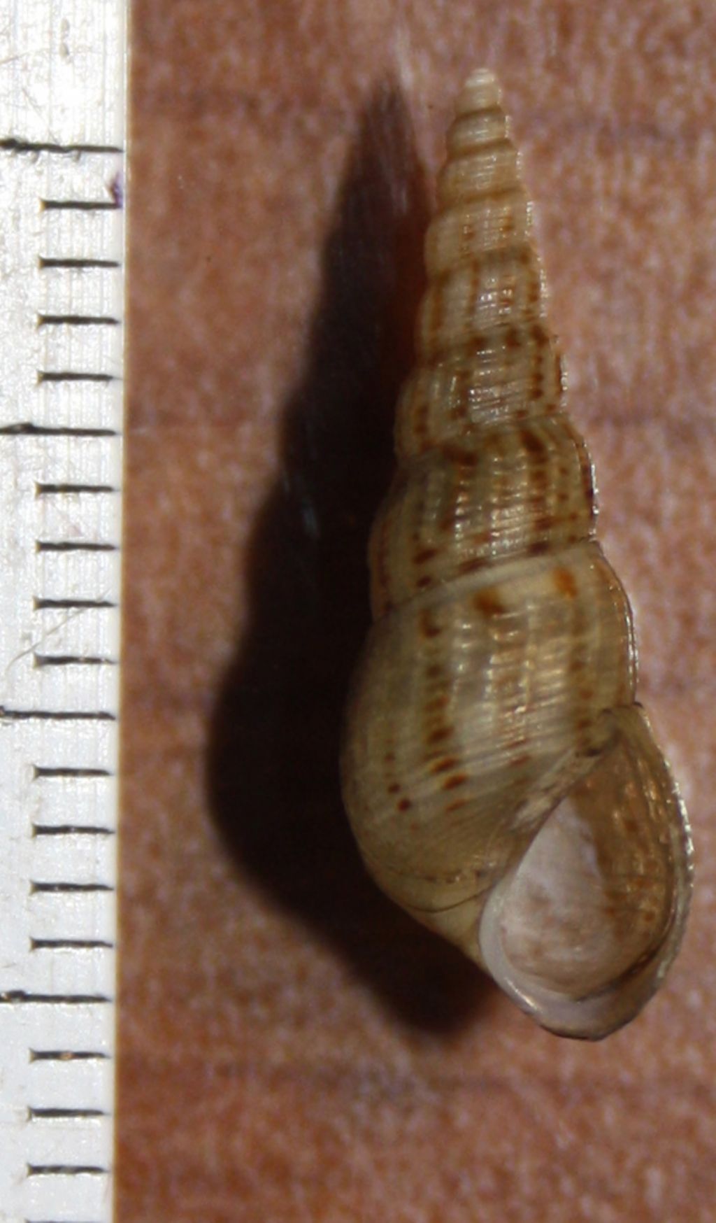 Melanoides tuberculata?